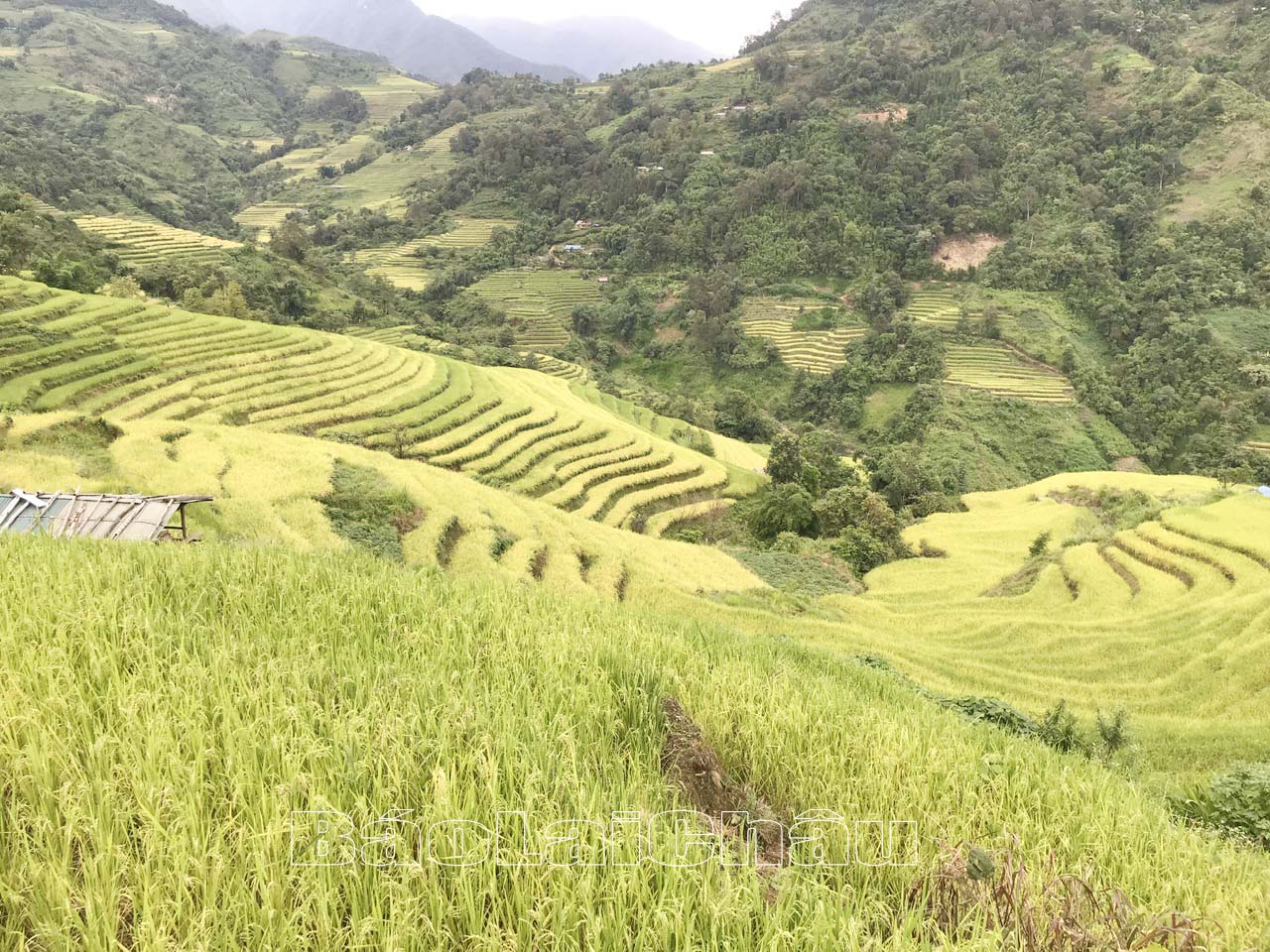 Ruộng bậc thang ở Dào San được thành viên trong đoàn đánh giá cao bởi rất rộng và đẹp. 